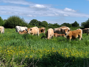 Troupeau de vaches Nantaises